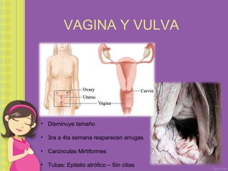VAGINA Y VULVA
• Disminuye tamaño
• 3ra a 4ta semana reaparecen arrugas
• Carúnculas Mirtiformes
• Tubas: Epitelio atrófico – Sin cilias
 
