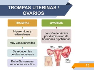 TROMPAS UTERINAS /
OVARIOS
15
TROMPAS
Hiperemicas y
edematosas
Muy vascularizadas
Se reducen las
células secretoras
En la 6ta semana
recuperan los cilios
OVARIOS
Función deprimida
por disminución de
hormonas hipofisarias
 