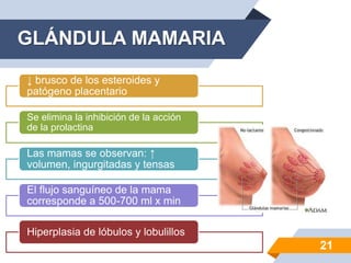 GLÁNDULA MAMARIA
↓ brusco de los esteroides y
patógeno placentario
Se elimina la inhibición de la acción
de la prolactina
Las mamas se observan: ↑
volumen, ingurgitadas y tensas
El flujo sanguíneo de la mama
corresponde a 500-700 ml x min
Hiperplasia de lóbulos y lobulillos
21
 