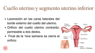 puerperio-inmediato-mediato-y-tard-o-ginecolog-a-y-obstetricia-pdf