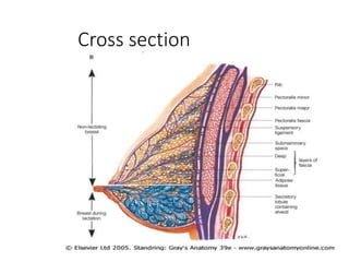 Cross section 
 