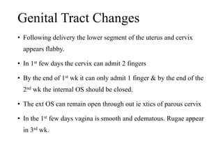 Genital Tract Changes 
• Following delivery the lower segment of the uterus and cervix 
appears flabby. 
• In 1st few days the cervix can admit 2 fingers 
• By the end of 1st wk it can only admit 1 finger & by the end of the 
2nd wk the internal OS should be closed. 
• The ext OS can remain open through out ie xtics of parous cervix 
• In the 1st few days vagina is smooth and edematous. Rugae appear 
in 3rd wk. 
 