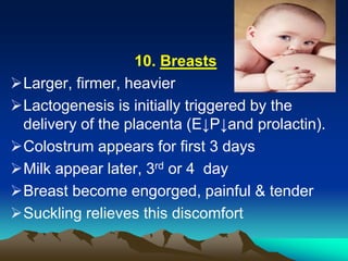 10. Breasts
Larger, firmer, heavier
Lactogenesis is initially triggered by the
delivery of the placenta (E↓P↓and prolactin).
Colostrum appears for first 3 days
Milk appear later, 3rd or 4 day
Breast become engorged, painful & tender
Suckling relieves this discomfort
 