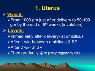 1. Uterus
 Weight:
From 1000 gm just after delivery to 50-100
gm by the end of 6th weeks (involution)
 Levels:
Immediately after delivery- at umbilicus
After 1 wk- between umbilicus & SP
After 2 wk- at SP
Then gradually ↓to pre-pregnancy size.
 