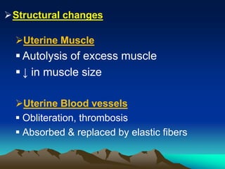 Structural changes
Uterine Muscle
 Autolysis of excess muscle
 ↓ in muscle size
Uterine Blood vessels
 Obliteration, thrombosis
 Absorbed & replaced by elastic fibers
 
