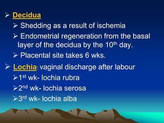  Decidua
 Shedding as a result of ischemia
 Endometrial regeneration from the basal
layer of the decidua by the 10th day.
 Placental site takes 6 wks.
 Lochia: vaginal discharge after labour
1st wk- lochia rubra
2nd wk- lochia serosa
3rd wk- lochia alba
 