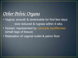Other Pelvic Organs
 Vagina: smooth & stretchable for first few days
          size reduced & rugose within 4 wks.
 Hymen: represented by caruncle myrtiformes
  (small tags of tissue)
 Relaxation of vaginal outlet & pelvic floor
 