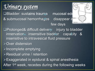 Urinary system
Bladder: sustains trauma mucosal edema
& submucosal hemorrhages disappear in
                               few days
Prolonged& difficult delivery injury to bladder
 innervation insensitive bladder capacity &
 insensitive to intravesical fluid pressure
Over distension
Incomplete emptying
Residual urine / retention
Exaggerated in epidural & spinal anesthesia
After 1st week, recedes during the following weeks
 