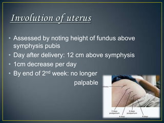 • Assessed by noting height of fundus above
  symphysis pubis
• Day after delivery: 12 cm above symphysis
• 1cm decrease per day
• By end of 2nd week: no longer
                        palpable
 