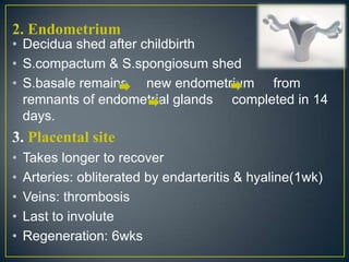 2. Endometrium
• Decidua shed after childbirth
• S.compactum & S.spongiosum shed
• S.basale remains new endometrium from
  remnants of endometrial glands completed in 14
  days.
3. Placental site
•   Takes longer to recover
•   Arteries: obliterated by endarteritis & hyaline(1wk)
•   Veins: thrombosis
•   Last to involute
•   Regeneration: 6wks
 