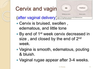 Cervix and vagina 
(after vaginal delivery) 
 Cervix is bruised, swollen , 
edematous, and little tone 
 By end of 1st week cervix decreased in 
size , and closed by the end of 2nd 
week. 
 Vagina is smooth, edematous, pouting 
& bluish. 
 Vaginal rugae appear after 3-4 weeks. 
O Warda 11 
 