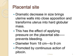 Placental site 
 Dramatic decrease in size brings 
uterine walls into close apposition and 
transforms uterus into hard globular 
mass. 
 This has the effect of applying 
pressure on the placental site----- 
prevents bleeding. 
 Diameter from 18 cm---to 9 cm 
 Promoted by continuous action of 
pitocin. 
O Warda 5 
 