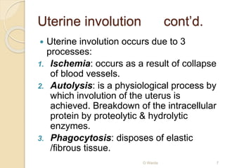 Uterine involution cont’d. 
 Uterine involution occurs due to 3 
processes: 
1. Ischemia: occurs as a result of collapse 
of blood vessels. 
2. Autolysis: is a physiological process by 
which involution of the uterus is 
achieved. Breakdown of the intracellular 
protein by proteolytic & hydrolytic 
enzymes. 
3. Phagocytosis: disposes of elastic 
/fibrous tissue. 
O Warda 7 
 