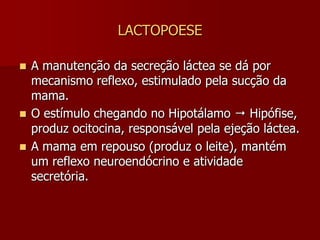 MAMOGÊNESEO desenvolvimento da mama tem origem endócrina e manifesta-se a partir da puberdade feminina.Ação coordenada dos hormônios: prolactina, estrogênio, progesterona, esteróides supra-renais, insulina, hormônio do crescimento e hormônio tireoidiano.O estrogênio promove o crescimento ductal. A progesterona e a prolactina desenvolvem a estrutura lóbulo-alveolar.Durante a gravidez a mama aumenta o volume e a densidade, as aréolas mais escuras, os mamilos mais proeminentes e erectos. A hipófise anterior produz mais prolactina.