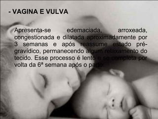 - VAGINA E VULVA
Apresenta-se edemaciada, arroxeada,
congestionada e dilatada aproximadamente por
3 semanas e após reassume estado pré-
gravídico, permanecendo algum relaxamento do
tecido. Esse processo é lento e se completa por
volta da 6ª semana após o parto.
 