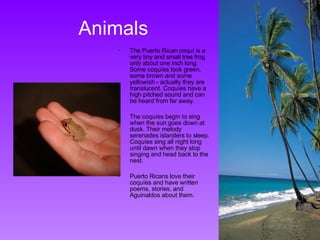 Animals The Puerto Rican coquí is a very tiny and small tree frog only about one inch long. Some coquíes look green, some brown and some yellowish - actually they are translucent. Coquíes have a high pitched sound and can be heard from far away. The coquíes begin to sing when the sun goes down at dusk. Their melody serenades islanders to sleep. Coquíes sing all night long until dawn when they stop singing and head back to the nest. Puerto Ricans love their coquíes and have written poems, stories, and Aguinaldos about them. 