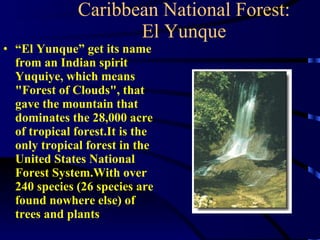 Caribbean National Forest: El Yunque “ El Yunque” get its name from an Indian spirit Yuquiye, which means "Forest of Clouds", that gave the mountain that dominates the 28,000 acre of tropical forest.It is the only tropical forest in the United States National Forest System.With over 240 species (26 species are found nowhere else) of trees and plants 