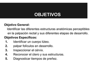 OBJETIVOS
Objetivo General:
Identificar las diferentes estructuras anatómicas perceptibles
en la palpación rectal y sus diferentes etapas de desarrollo.
Objetivos Específicos:
1. Identificar un cuerpo lúteo.
2. palpar folículos en desarrollo.
3. Inspeccionar el cérvix.
4. Reconocer el útero y sus estructuras.
5. Diagnosticar tiempos de preñez.
 