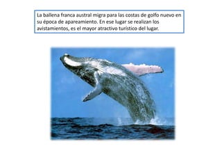 La ballena franca austral migra para las costas de golfo nuevo en
su época de apareamiento. En ese lugar se realizan los
avistamientos, es el mayor atractivo turístico del lugar.
 