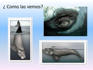 ¿ Como las vemos?
 