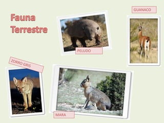 GUANACO




       PELUDO




MARA
 