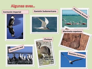 Cormorán Imperial   Gaviotín Sudamericano




                                            Martineta copetona


                             Choique
 