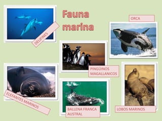 ORCA




          PINGÜINOS
          MAGALLANICOS




BALLENA FRANCA       LOBOS MARINOS
AUSTRAL
 