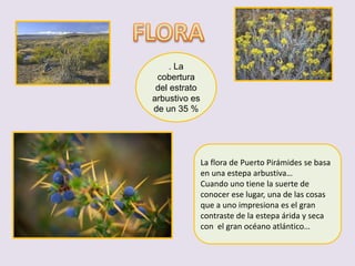 . La
 cobertura
 del estrato
arbustivo es
de un 35 %




               La flora de Puerto Pirámides se basa
               en una estepa arbustiva…
               Cuando uno tiene la suerte de
               conocer ese lugar, una de las cosas
               que a uno impresiona es el gran
               contraste de la estepa árida y seca
               con el gran océano atlántico…
 