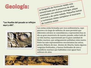 “Las Huellas del pasado se reflejan
aquí y allá”.
                                      Las costas están formadas por roca sedimentaria, cuyo
                                      proceso a lo largo de millones de anos permitió que
                                      diferentes estratos se consolidaran y representen hoy en
                                      día un gran muestrario de nuestro pasado, sobre todo de
                                      su vida marina, representado por la gran cantidad de
                                      fósiles marinos, que antiguamente poblaban estos mares.
                                      Entre los más representativos encontramos las ostras,
                                      pecten, Dólares de mar, dientes de tiburón, hasta algunos
                                      cangrejos fosilizados, y huesos fosilizados de aves y
                                      mamíferos marinos que habitaban esas aguas hace
                                      millones de años.
 