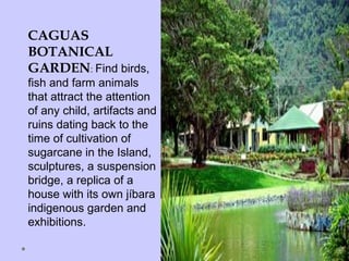 CAGUAS
BOTANICAL
GARDEN: Find birds,
fish and farm animals
that attract the attention
of any child, artifacts and
ruins dating back to the
time of cultivation of
sugarcane in the Island,
sculptures, a suspension
bridge, a replica of a
house with its own jíbara
indigenous garden and
exhibitions.
 