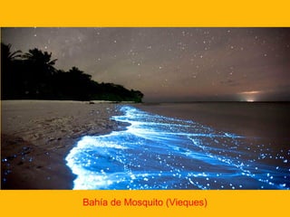 Bahía de Mosquito (Vieques)

 