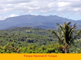 Parque Nacional El Yunque

 