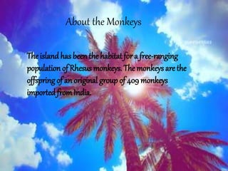 The island has been the habitat for a free-ranging
population of Rhesus monkeys. The monkeys are the
offspring of an original group of 409 monkeys
imported fromIndia.
About the Monkeys
 