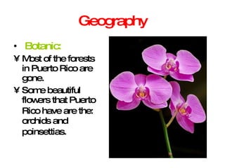Geography Botanic: Most of the forests in Puerto Rico are gone. Some beautiful flowers that Puerto Rico have are the:   orchids and poinsettias.   