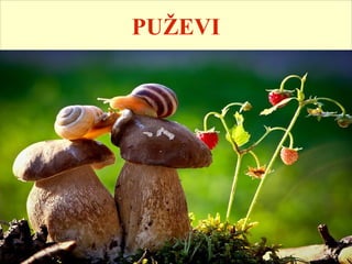 
Dvobočna simetrija tela (puževi su asimetrični)

Sekundarna telesna duplja

Odvojenih polova ili hermafroditi
 