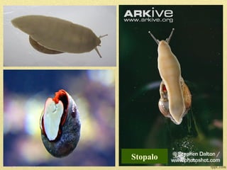 Puževi
• Najbrojnija grupa mekušaca (preko 65 000
vrsta)
• Slane, slatke vode, vlažno zemljište
• Građa tela: glava, trup, plašt, stopalo,
ljuštura
Glava
Stopalo
Ljuštura
Plašt Grotlo
 