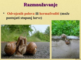 Unutrašnja građa pužaUnutrašnja građa puža
 
