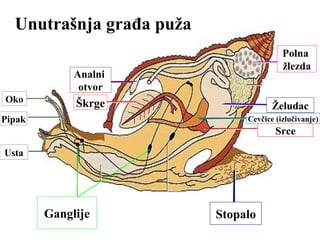 Radula
 