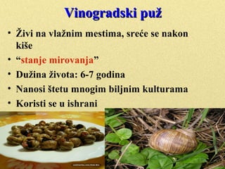 
Puževi se hrane biljnom, životinjskom
hranom, materijom koja se raspada
 