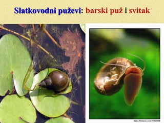 RazmnožavanjeRazmnožavanje

Odvojenih polova ili hermafroditi (može
postojati stupanj larve)
 