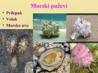 “Ljubavna strela”
 