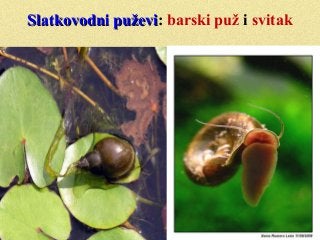 Slatkovodni puževiSlatkovodni puževi: barski puž i svitak
 