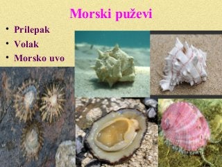 Morski puževi
• Prilepak
• Volak
• Morsko uvo
 