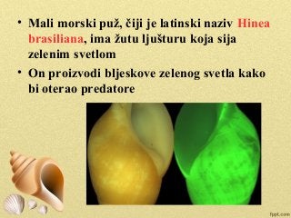 • Mali morski puž, čiji je latinski naziv Hinea
brasiliana, ima žutu ljušturu koja sija
zelenim svetlom
• On proizvodi bljeskove zelenog svetla kako
bi oterao predatore
 