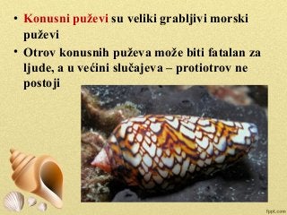 • Konusni puževi su veliki grabljivi morski
puževi
• Otrov konusnih puževa može biti fatalan za
ljude, a u većini slučajeva – protiotrov ne
postoji
 