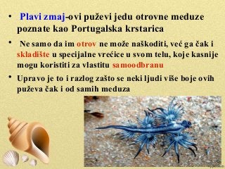 
Plavi zmaj-ovi puževi jedu otrovne meduze
poznate kao Portugalska krstarica

Ne samo da im otrov ne može naškoditi, već ga čak i
skladište u specijalne vrećice u svom telu, koje kasnije
mogu koristiti za vlastitu samoodbranu

Upravo je to i razlog zašto se neki ljudi više boje ovih
puževa čak i od samih meduza
 