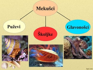Mekušci
Puževi
Školjke
Glavonošci
 