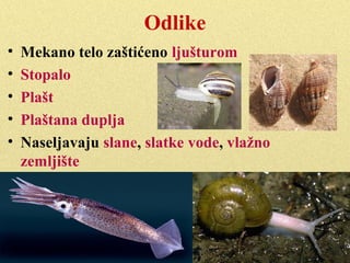 Odlike
• Mekano telo zaštićeno ljušturom
• Glava
• Stopalo
• Trup
• Plašt; plaštana duplja
 