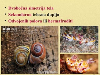 
Oko 130 000 vrsta

Naseljavaju slane, slatke vode, vlažno
zemljište
 