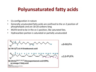 Polyunsaturated fatty acids
• Cis configuration in nature
• Generally unsaturated fatty acids are confined to the sn-2 position of
phospholipids and are 18-20 carbons long
• MUFA tend to be in the sn-1 position, like saturated fats.
• Hydrocarbon portion is saturated or partially unsaturated
3,6-PUFA
9-MUFA
 